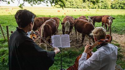 Cows gathers as cellist Jacob Shaw and violinist Roberta Verna play a concert of classical music.
