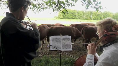 Danimarka'da iki müzisyen sığır sürüsüne müzik ziyafeti sunuyor