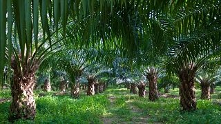 Palm oil plantation