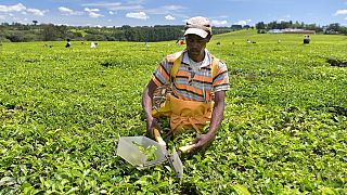 Kenya : le changement climatique met en péril la production de thé