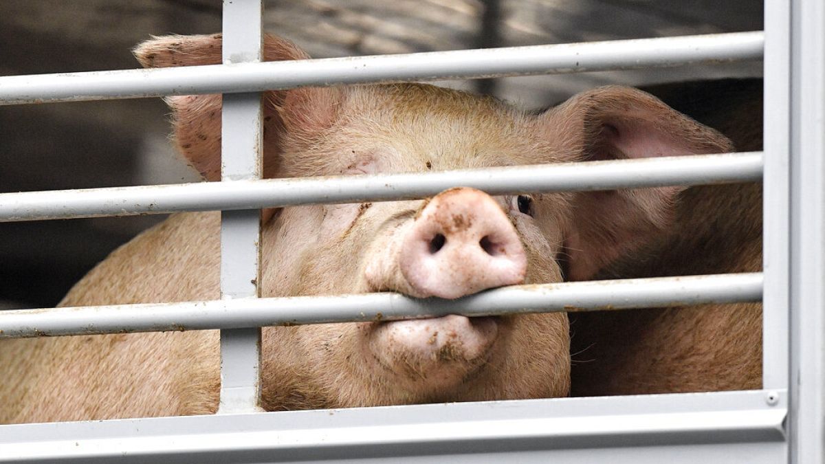 Schweine-Transport kommt an der Tönnies-Fleischerei, dem größten Schlachthof Europas, in Rheda-Wiedenbrück an, 16.07.2020