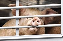 Schweine-Transport kommt an der Tönnies-Fleischerei, dem größten Schlachthof Europas, in Rheda-Wiedenbrück an, 16.07.2020
