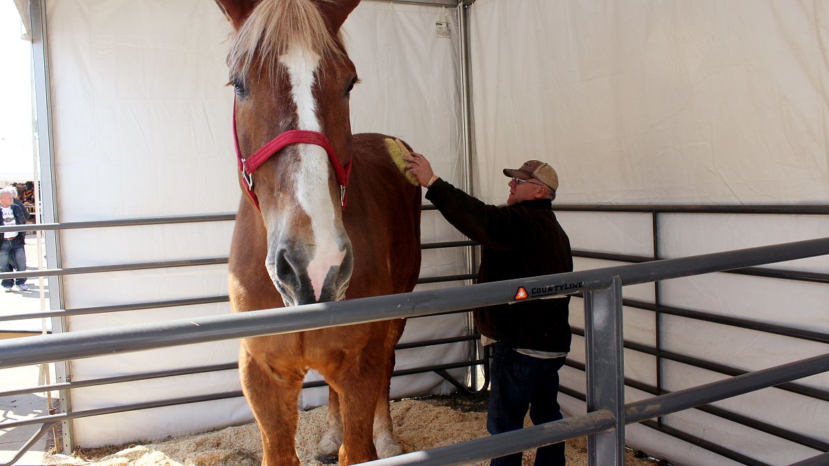 بيغ جيك، أطول حصان في العالم 