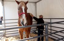 بيغ جيك، أطول حصان في العالم 