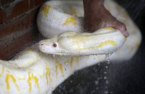 A caretaker bathes a six-year-old albino python in Manila, Philippines.