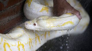 A caretaker bathes a six-year-old albino python in Manila, Philippines.