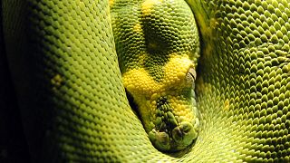A green tree python takes a rest at the zoo in Wuppertal, western Germany.