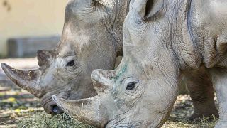Kenya: Scientists on northern white rhinoceros repopulation mission