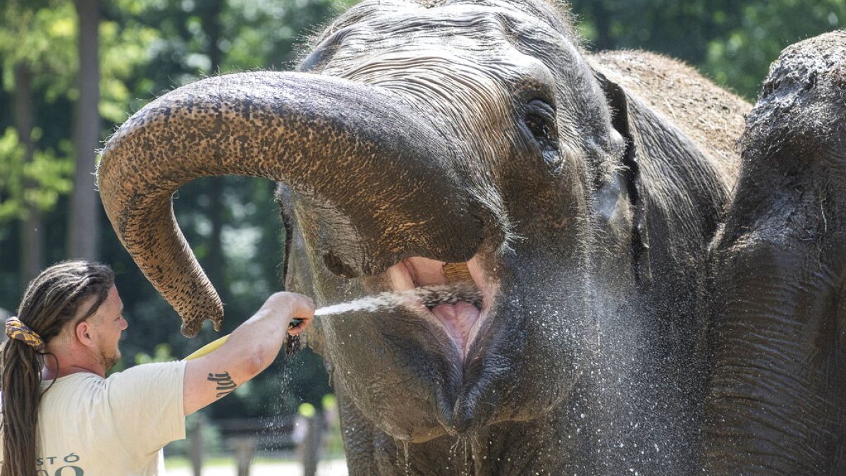 Elefánt a budapesti állatkertben (illusztráció)