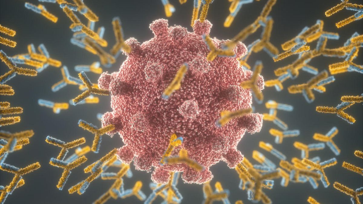 Sars-Cov-2 virüsün ve antikorların temsili 