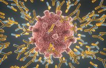 Sars-Cov-2 virüsün ve antikorların temsili