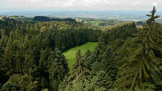 A study suggests planting more trees in Europe could increase rainfall, which could help slow down the pace of climate change. 