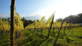 Sussex vineyards, like this one in Plumpton, are growing in popularity for their wines. 