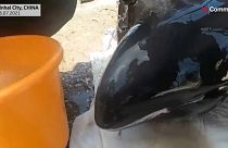 Un total de 12 ballenas fueron encontradas varadas en aguas costeras de la provincia de Zhejiang, en China.