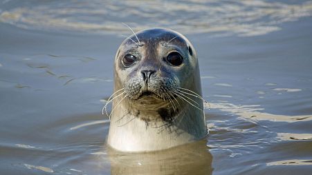 A seal looks out from the water