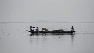 A boat carrying men and a cow in the river Brahmaputra in Morigaon district of Assam, India, Saturday, Aug. 1, 2020. 