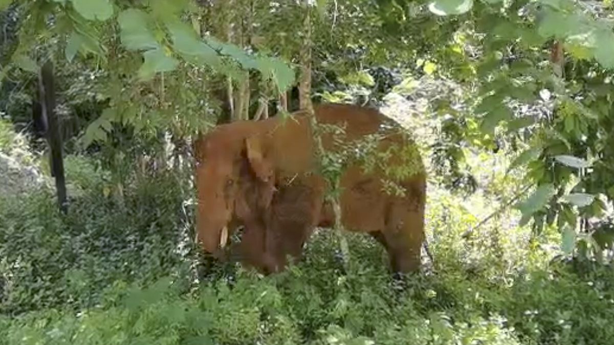 الفيل الذي ترك قطيعه الشارد في الصين.. يعود إلى محميته بسلام