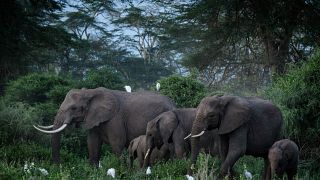 Kenya expresses concerns over UK elephant 'rewilding' project
