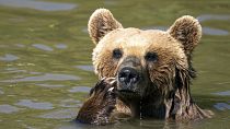 آب‌تنی خرس‌های گرمازده در باغ وحش کوزوو