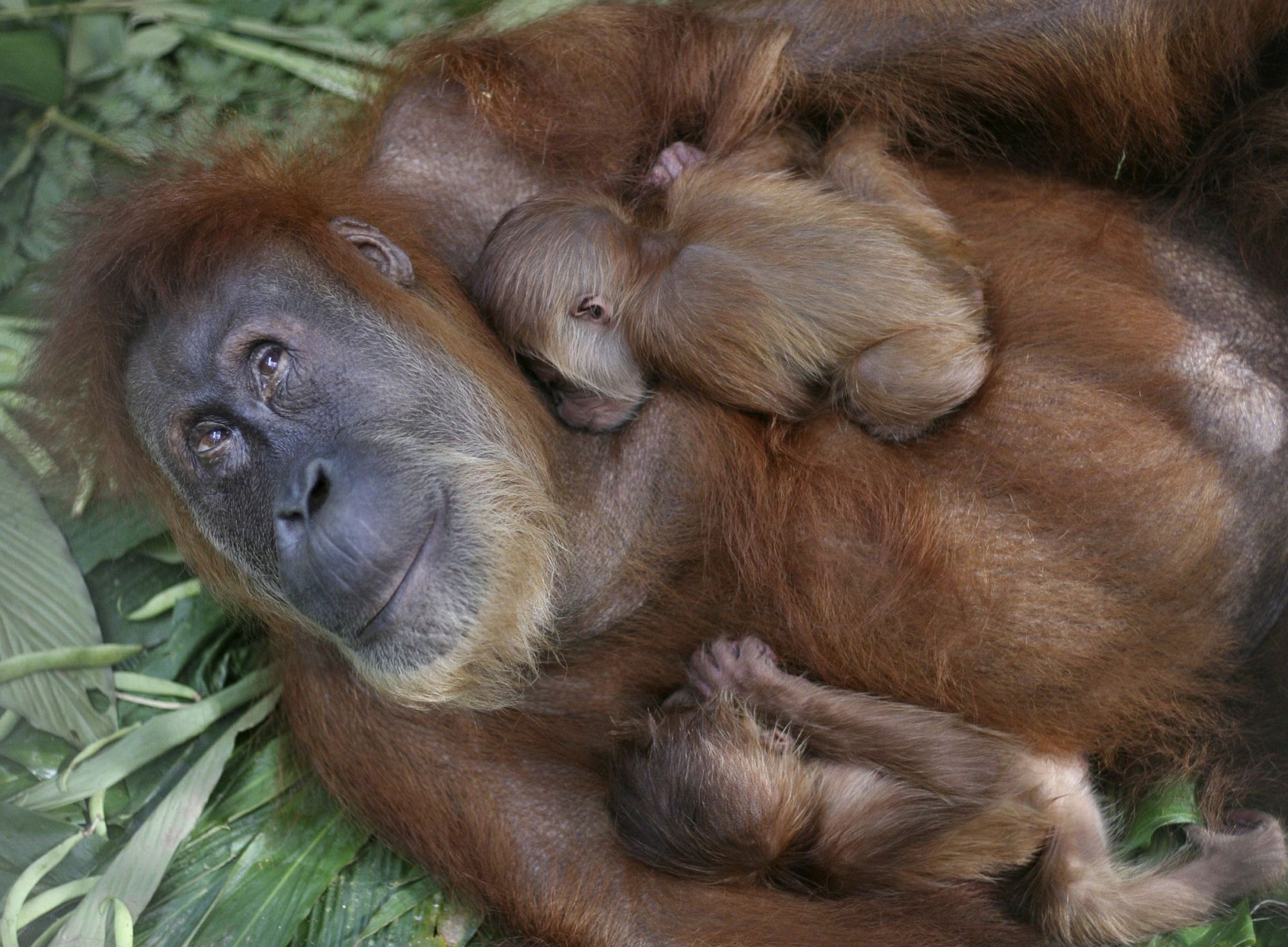 سکس میمون باانسان