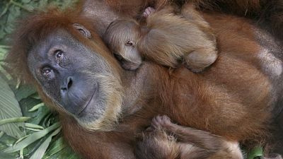 اورانگوتان در معرض انقراض بچه زایید