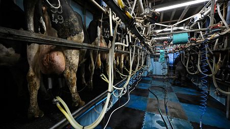 As part of a major EU study into the sustainability of popular food products, a team from Ireland recently explored the environmental impact of meatballs.