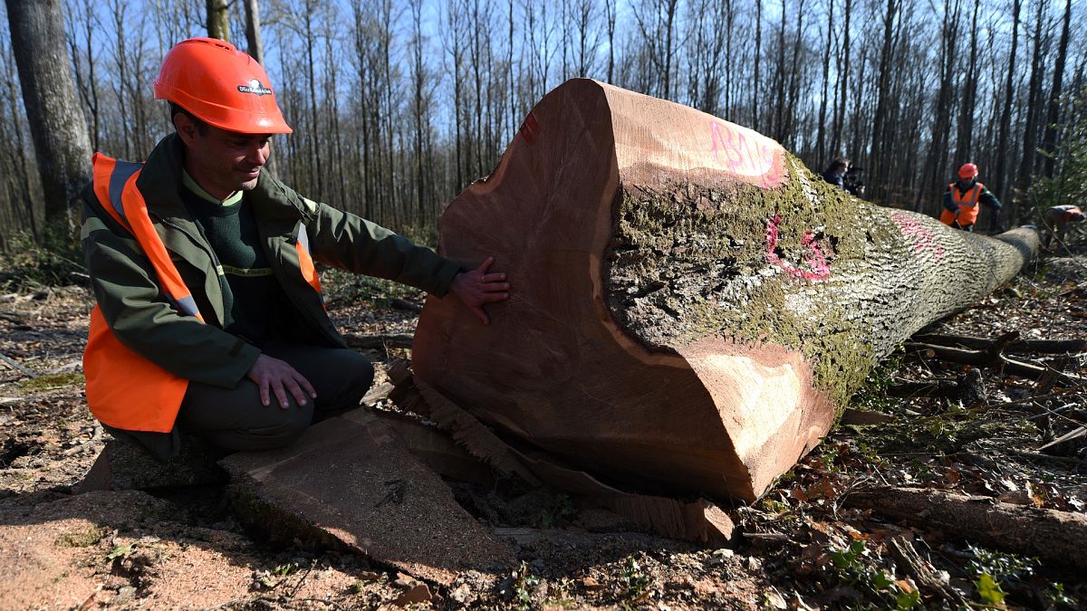 Fransa'da ormancılık sektörü