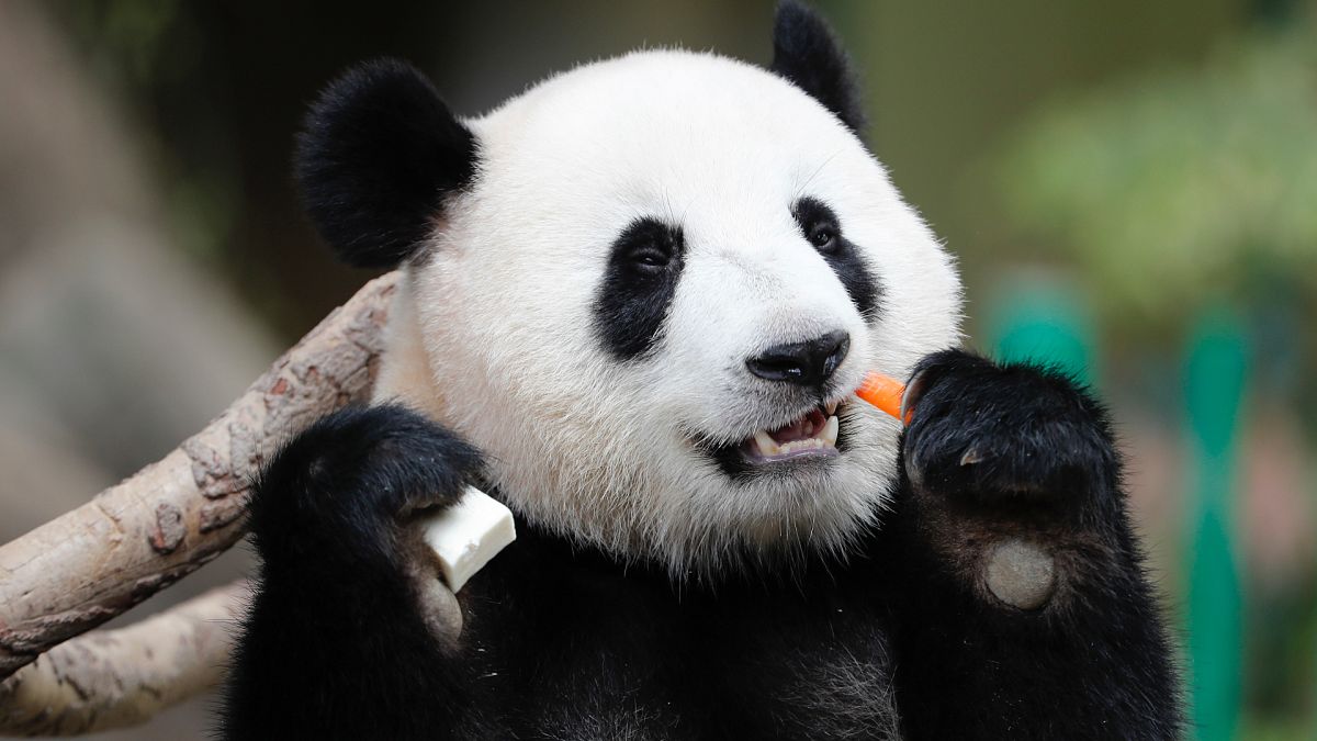 Çin'deki pandalar