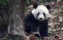 Giant panda Bei Bei on his first day at the Giant Panda Conservation and Research Center in Ya'an in China's Sichuan Province Nov. 21, 2019.