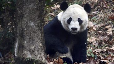 Giant panda Bei Bei on his first day at the Giant Panda Conservation and Research Center in Ya'an in China's Sichuan Province Nov. 21, 2019.