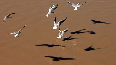 طيور النورس تطير فوق نهر دجلة في بغداد. 2013/02/03