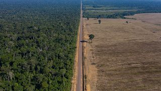 Brezilya Tapajos Milli Ormanları
