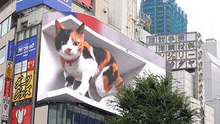 Giant 3D cat becomes Tokyo’s latest photo hotspot