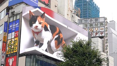 Riesenkatze in Tokio schnurrt Passanten an