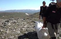 Спасение самого южного ледника Швеции