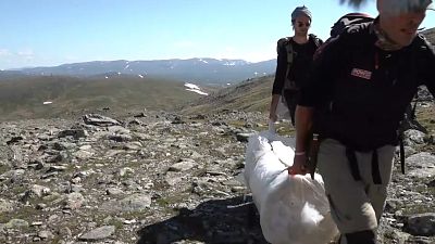 Glaciar da Suécia protegido com lonas para abrandar derretimento