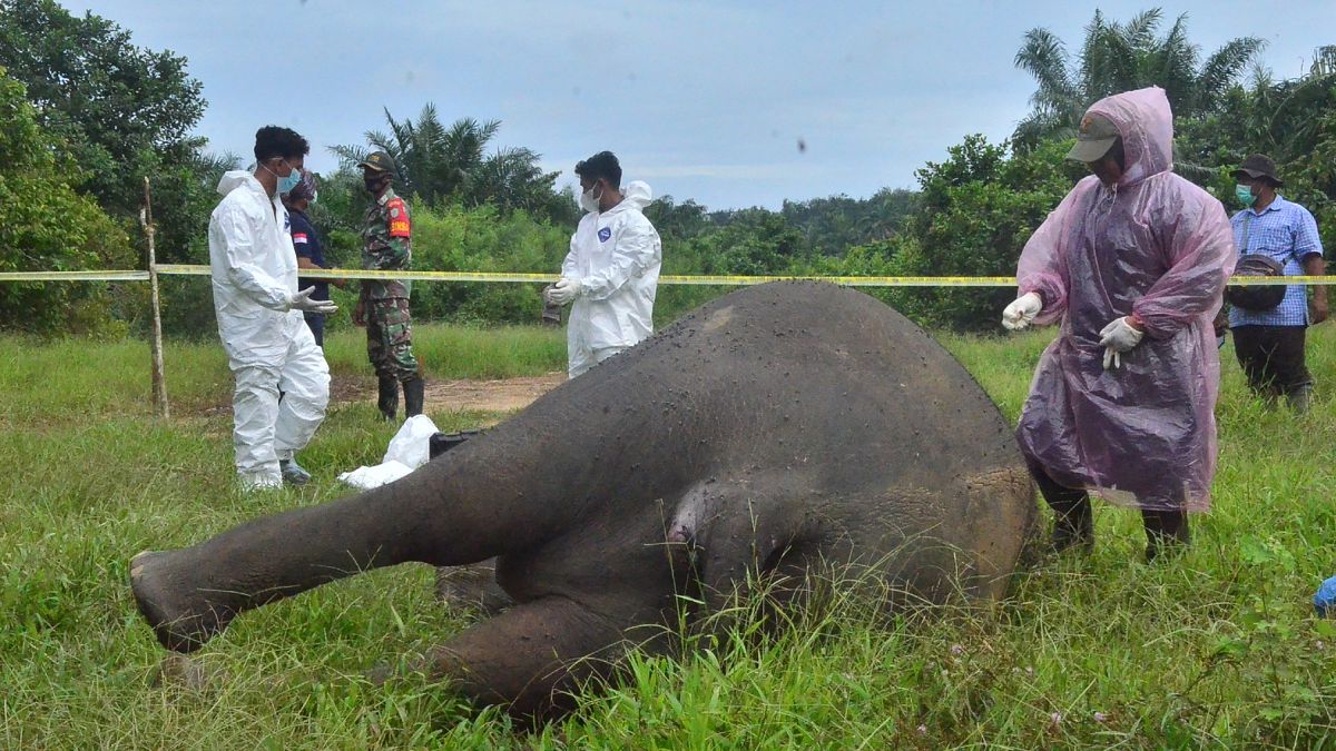 Endonezya'da bir fil kafası kesik halde bulundu