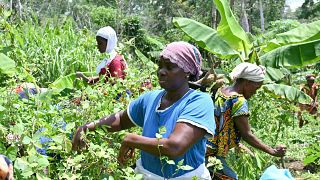 Female farmers turning organic in Ivory Coast