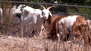 تتغذى الماعز على الغطاء النباتي في منطقة رعي إحدى ضواحي لوس أنجلس للمساعدة في منع مخاطر الحريق.