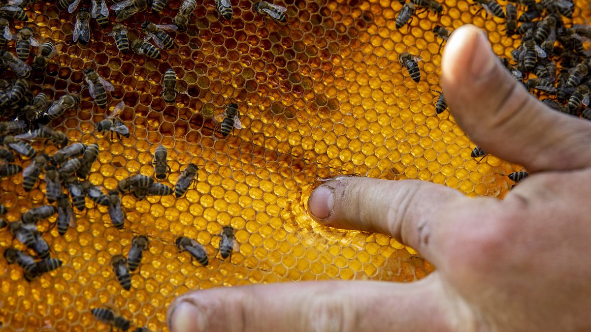 Valaczkai Tamás méhész a mézet ellenőrzi egy méhkaptár keretében nagyszénási méhészetében 2020. április 25-én.