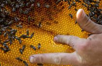 Valaczkai Tamás méhész a mézet ellenőrzi egy méhkaptár keretében nagyszénási méhészetében 2020. április 25-én.