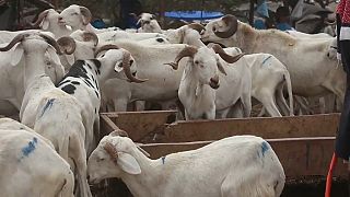 Prices of sheep soar in Senegal ahead of Eid al-Adha