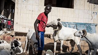 Sénégal : les moutons géniteurs s'arrachent pour Tabaski