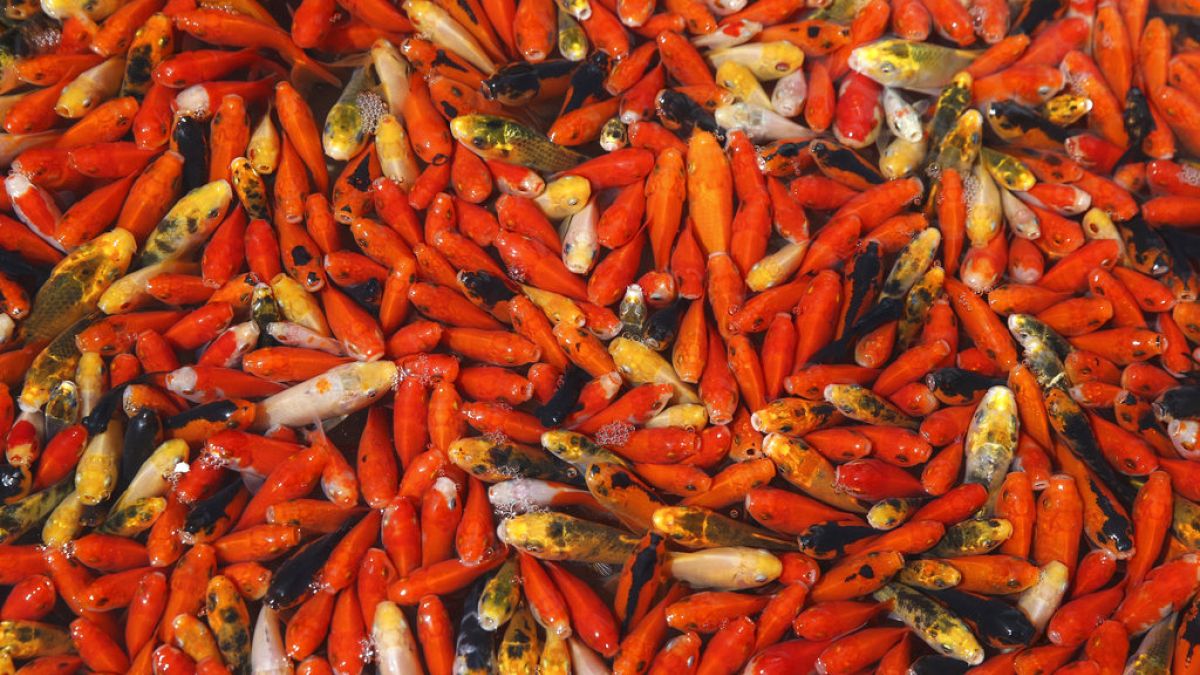 Aranyhalak tömege egy piacon (illusztráció)
