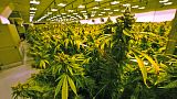 In this Thursday June 17, 2021 file photo cannabis plants are close to harvest in a grow room at the Greenleaf Medical Cannabis facility in Richmond, Virginia.