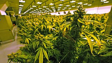 In this Thursday June 17, 2021 file photo cannabis plants are close to harvest in a grow room at the Greenleaf Medical Cannabis facility in Richmond, Virginia.