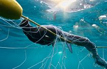 Nets and bait hooks are installed in almost one hundred beaches across the coasts of Queensland and New South Wales