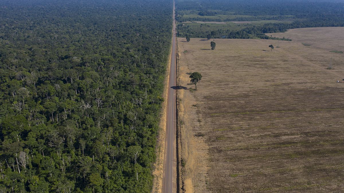 Ormansızlaştırma- Brezilya