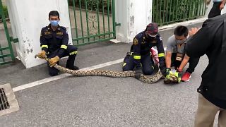 Firefighters catch python found on Bangkok park
