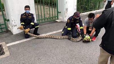 Bangkok'ta şehir merkezinde yakalanan 'dev piton' doğaya bırakıldı